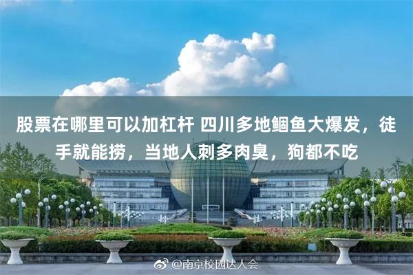 股票在哪里可以加杠杆 四川多地鲴鱼大爆发，徒手就能捞，当地人刺多肉臭，狗都不吃