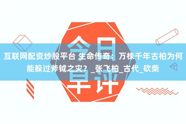 互联网配资炒股平台 生命传奇：万株千年古柏为何能躲过斧钺之灾？_张飞柏_古代_砍柴